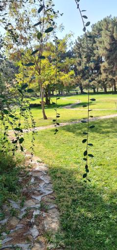 دریاچه رویشگاه چین و ژاپن