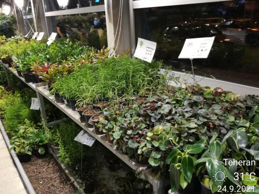 عکس گل های زعیم