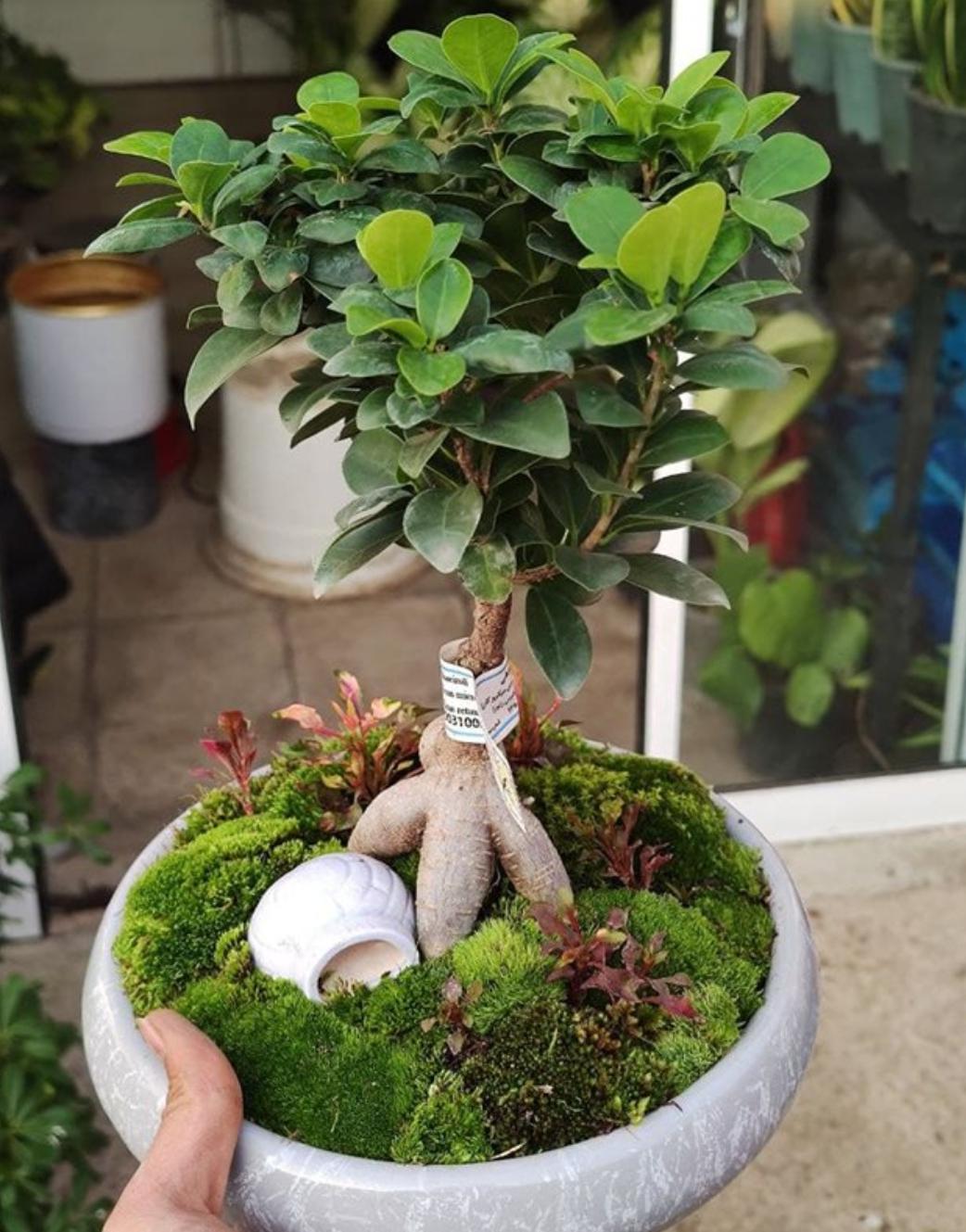 عکس گلسرای بهشت