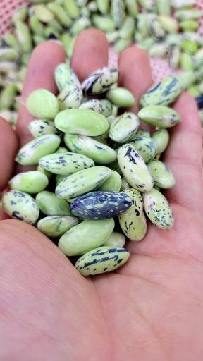 عکس لبنیات محلی ممتاز