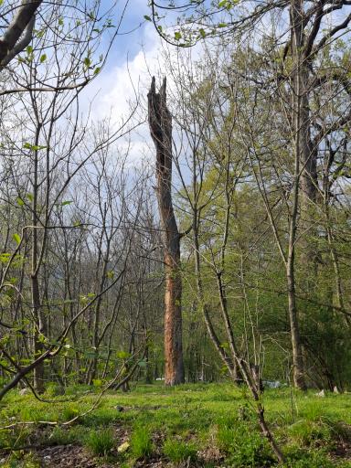 عکس پارک جنگلی گلستان