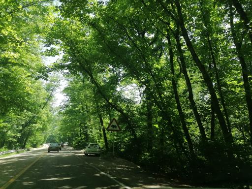 عکس پارک جنگلی گلستان