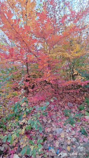 عکس پارک جنگلی گلستان