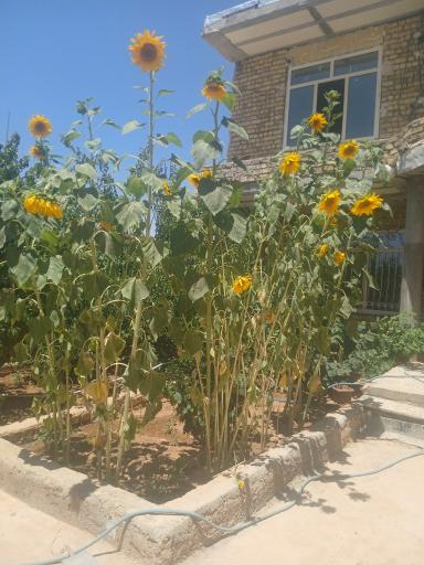 عکس باغ اقاجون