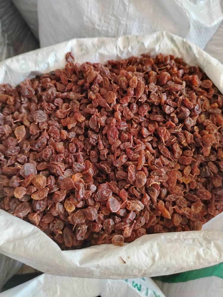 عکس خشکبار حشمتی