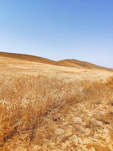 عکس میاندره