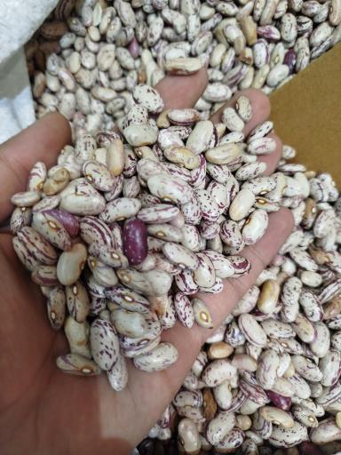 پخش حبوبات مصطفایی 