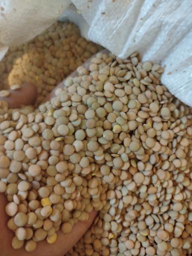 پخش حبوبات مصطفایی 