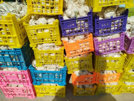 عکس پخش حبوبات مصطفایی 