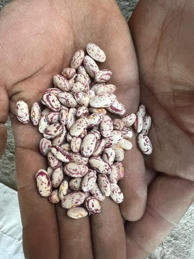 پخش حبوبات مصطفایی 