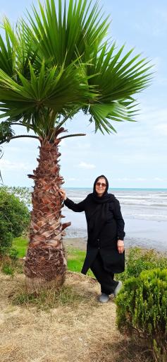 عکس کلاچای
