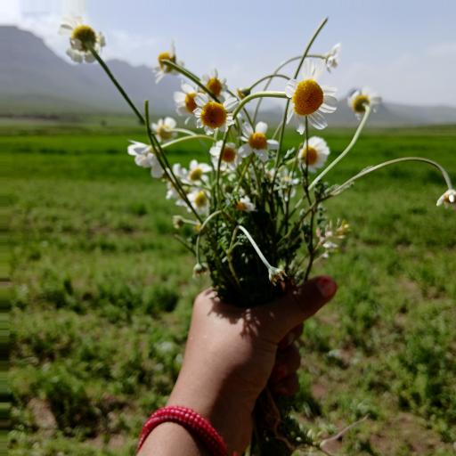 عکس لردگان