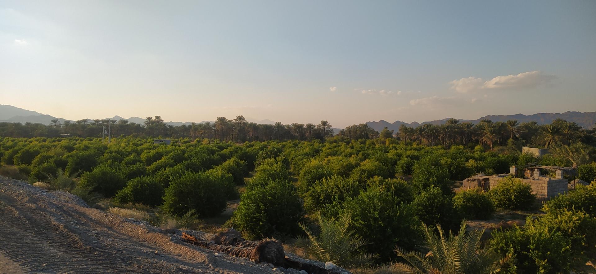 عکس باغ تالار آرزوها