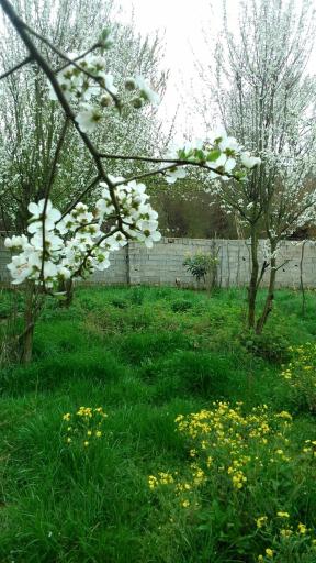 عکس باغ کلانتر