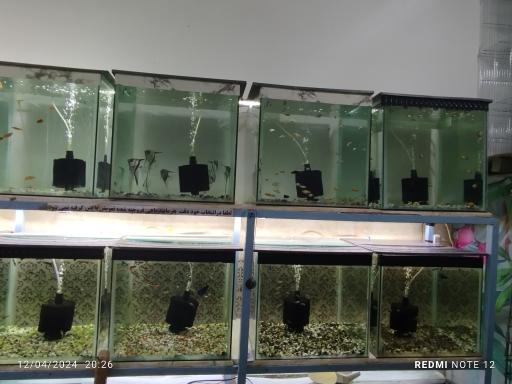 عکس اکواریوم قناری موج آبی