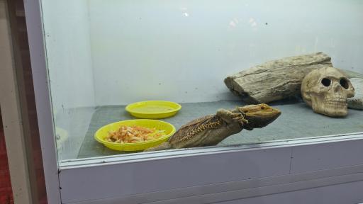 عکس باغ حیوانات میبد