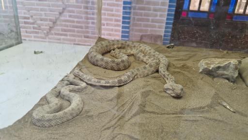 عکس باغ حیوانات میبد