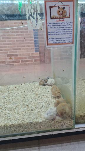 عکس باغ حیوانات میبد