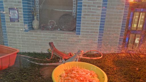 عکس باغ حیوانات میبد