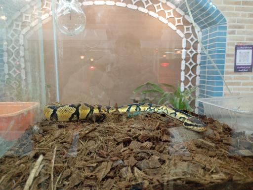 عکس باغ حیوانات میبد