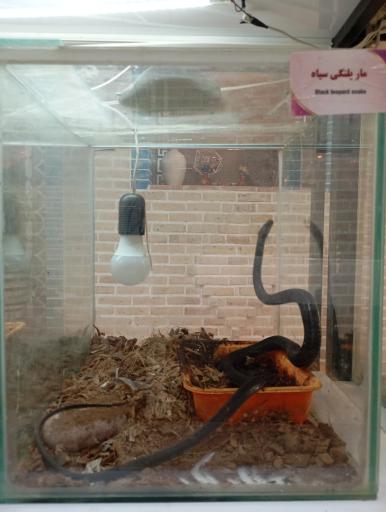 عکس باغ حیوانات میبد