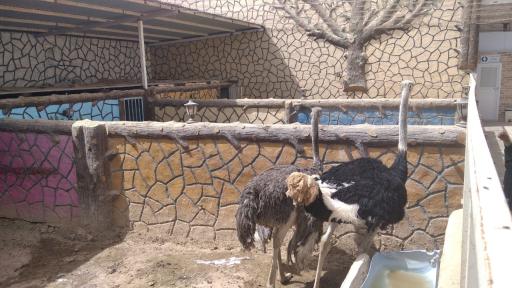 عکس باغ حیوانات میبد
