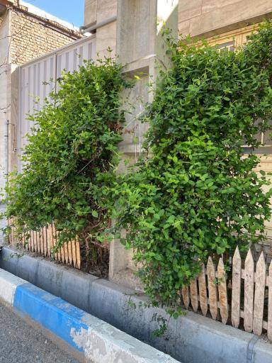 عکس بوم اورس 