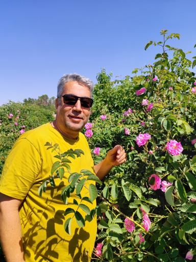 عکس مزرعه گلابگیری کاربیس