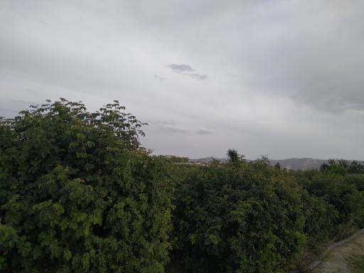 عکس مزرعه گلابگیری کاربیس