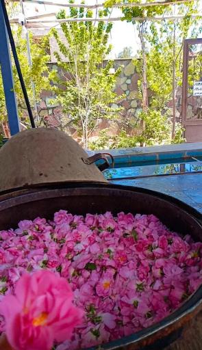 عکس گلاب‌گیری سنتی و باغ گل میراث گل کعبه