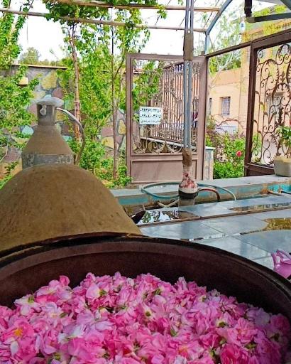 عکس گلاب‌گیری سنتی و باغ گل میراث گل کعبه