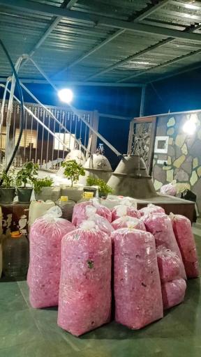 عکس گلاب‌گیری سنتی و باغ گل میراث گل کعبه