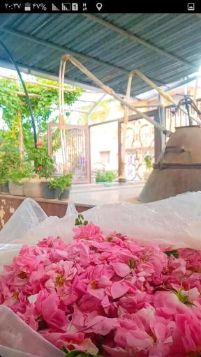 عکس گلاب‌گیری سنتی و باغ گل میراث گل کعبه