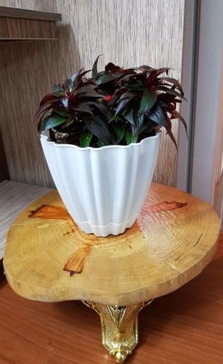 عکس گلدان فروشی اکبری