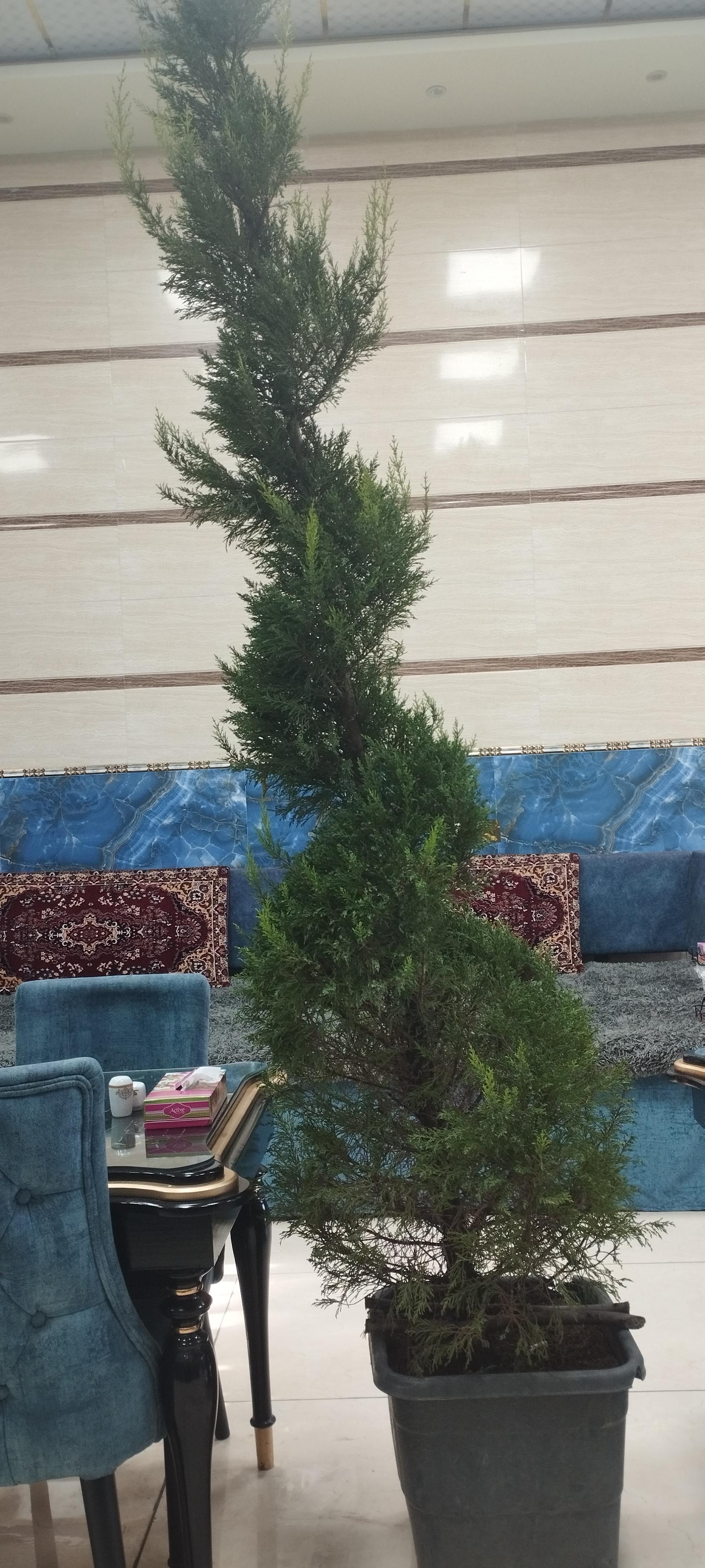 عکس کافه رستوران ساز