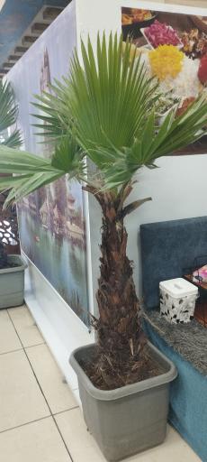 عکس کافه رستوران ساز