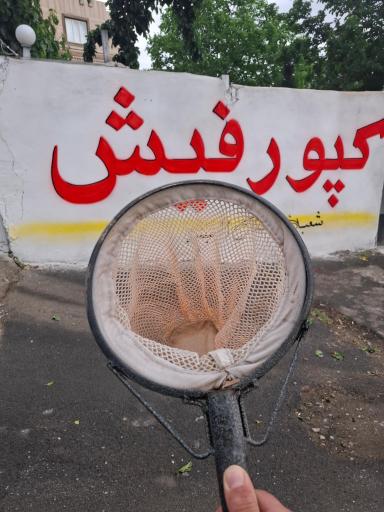عکس پرورش ماهی کپور فیش