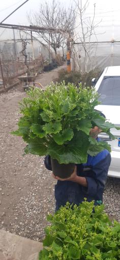 عکس تولیدی گل وگیاه مقدم