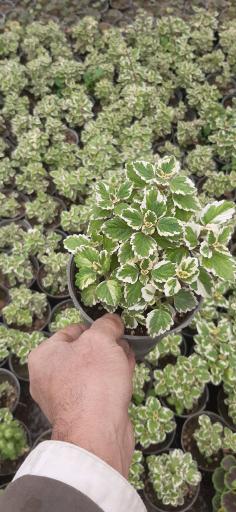 عکس تولیدی گل وگیاه مقدم