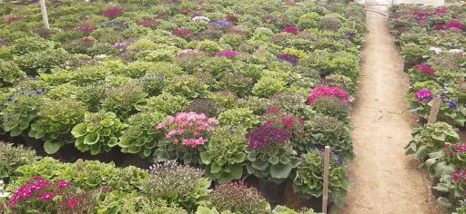 تولیدی گل وگیاه مقدم