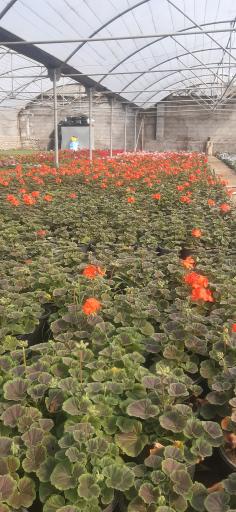 عکس تولیدی گل وگیاه مقدم