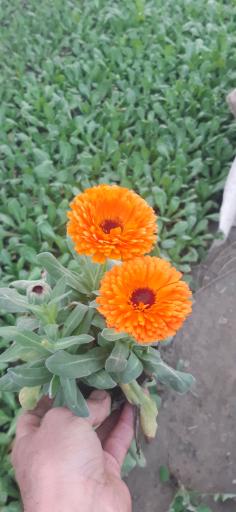 تولیدی گل وگیاه مقدم