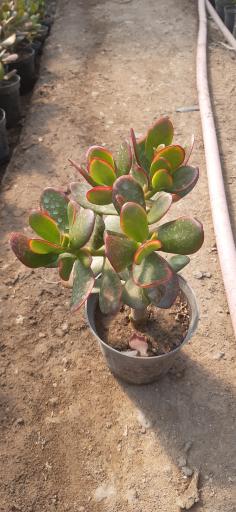 تولیدی گل وگیاه مقدم