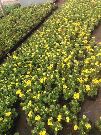 عکس تولیدی گل وگیاه مقدم