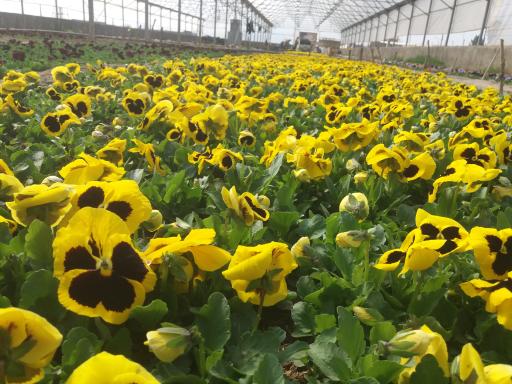 تولیدی گل وگیاه مقدم