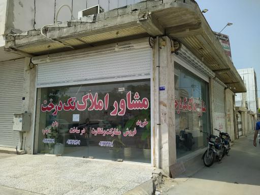 عکس مشاور املاک تک درخت