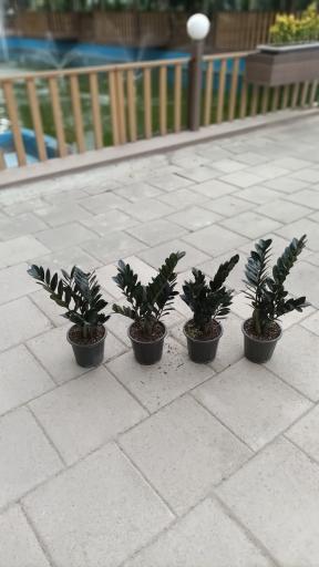 عکس گل و گیاه علی‌رهنما