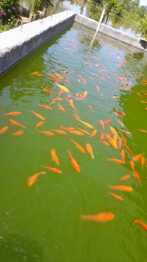 عکس پرورش ماهی نیما 