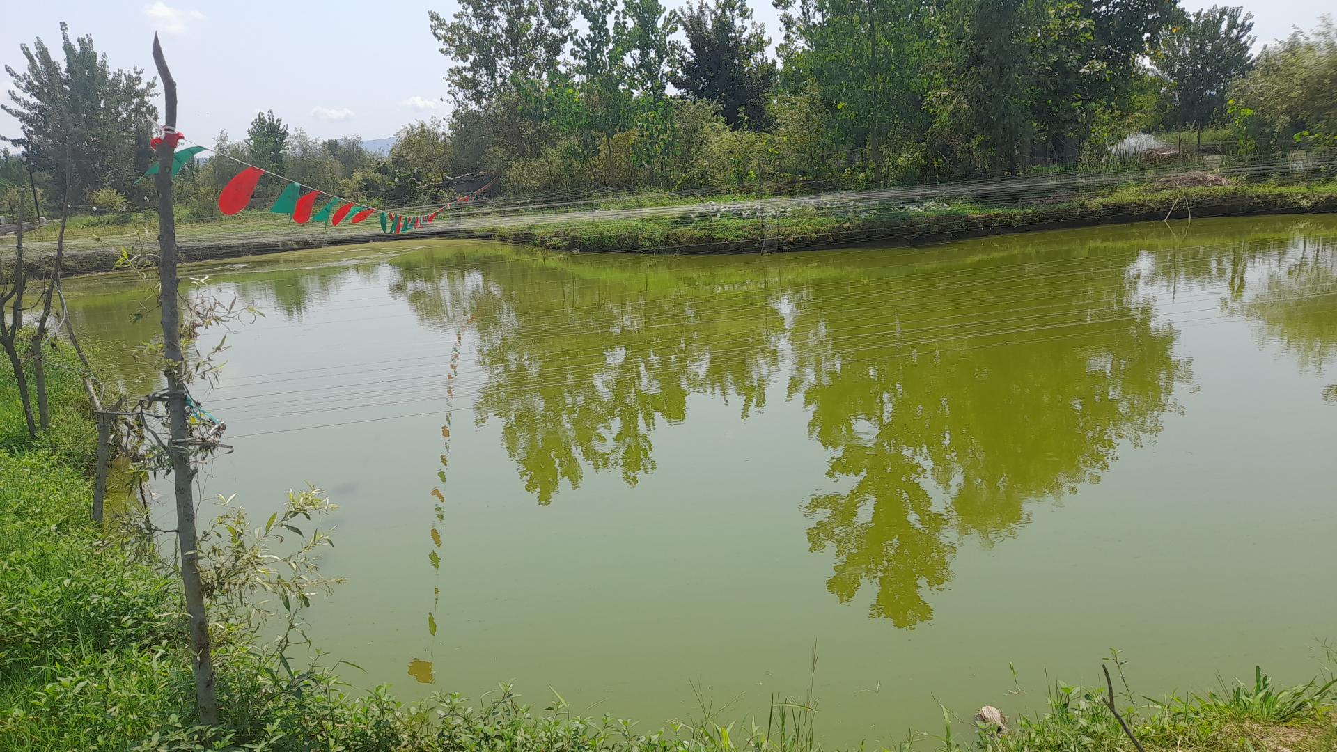 عکس پرورش ماهی نیما 