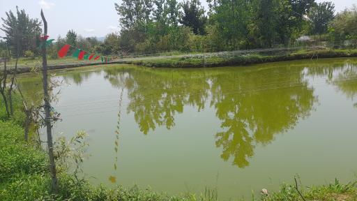 عکس پرورش ماهی نیما 